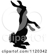 Poster, Art Print Of Silhouetted Alert Bunny