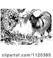 Retro Vintage Black And White Goat Eating From An Ent Grape Vine