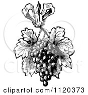 Retro Vintage Black And White Bunch Of Grapes With Leaves
