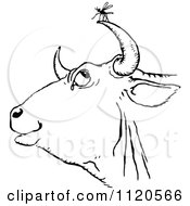 Clipart Of A Retro Vintage Black And White Gnat And Cow Royalty Free Vector Illustration by Prawny Vintage