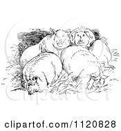 Clipart Of Retro Vintage Black And White Huddled Pigs Royalty Free Vector Illustration by Prawny Vintage