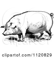 Poster, Art Print Of Retro Vintage Black And White Farm Pig