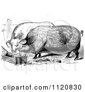 Poster, Art Print Of Retro Vintage Black And White Farm Pigs Eating