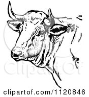 Poster, Art Print Of Retro Vintage Black And White Cow Head