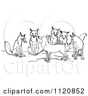 Poster, Art Print Of Retro Vintage Black And White Tailless Fox And Group