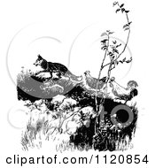 Poster, Art Print Of Retro Vintage Black And White Fox Luring Chickens Up A Hill