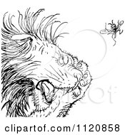 Poster, Art Print Of Retro Vintage Black And White Gnat Annoying A Lion