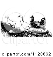 Poster, Art Print Of Retro Vintage Black And White Turkey With Geese