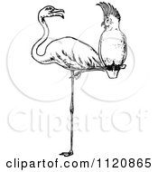 Retro Vintage Black And White Cockatoo Perched On A Flamingos Leg