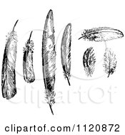 Clipart Of A Retro Vintage Black And White Bird Feathers Royalty Free Vector Illustration