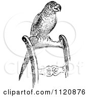 Poster, Art Print Of Retro Vintage Black And White Pet Parrot On A Chair