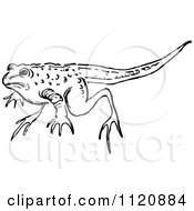 Clipart Of A Retro Vintage Black And White Frog With A Tail Royalty Free Vector Illustration