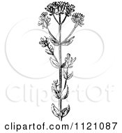 Clipart Of A Retro Vintage Black And White Botanical Plant With Flowers 3 Royalty Free Vector Illustration