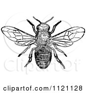 Clipart Of A Retro Vintage Black And White Drone Bee Royalty Free Vector Illustration by Prawny Vintage