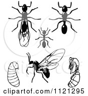 Poster, Art Print Of Clipart Of  Retro Vintage Black And White Ants In Different Stages Royalty Free Vector Illustration