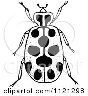 Poster, Art Print Of Retro Vintage Black And White Spotted Beetle