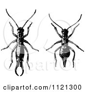 Clipart Of Retro Vintage Black And White Earwigs Royalty Free Vector Illustration
