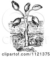 Clipart Of A Retro Vintage Black And White Barnacle Tree And Geese Royalty Free Vector Illustration