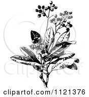 Poster, Art Print Of Retro Vintage Black And White Allspice Plant