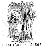 Clipart Of A Retro Vintage Black And White Farmer With An Ox In A Bamboo Forest Royalty Free Vector Illustration