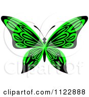 Poster, Art Print Of Lime Green Butterfly