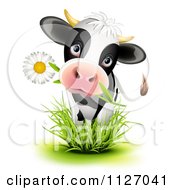 Cute Holstein Cow Eating A Daisy Flower And Standing In Grass