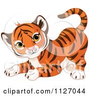 Frisky Tiger Cub In A Playful Stance