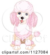 Cute Happy Pink Poodle Sitting