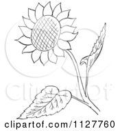 Cartoon Of A Retro Vintage Black And White Sunflower And Leaves Line Drawing Royalty Free Vector Clipart by Picsburg #COLLC1127760-0181