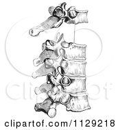 Clipart Of A Retro Diagram Of The Peculiar Dorsal Thoracic Vertebrae In Black And White Royalty Free Vector Illustration by Picsburg