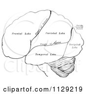 Black And White Retro Diagram Of The Hemispheres Of The Human Brain