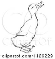 Cartoon Clipart Of An Outlined Quaking Duckling Black And White Vector Coloring Page