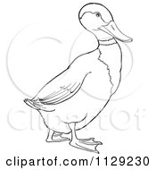 Outlined Drake Mallard Duck