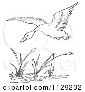 Cartoon Clipart Of An Outlined Duck Flying Over Cattails In A Pond Black And White Vector Coloring Page by Picsburg #COLLC1129232-0181