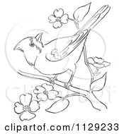 Outlined Cardinal Bird On A Blossom Branch
