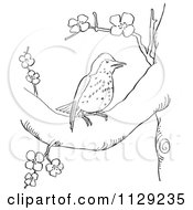 Poster, Art Print Of Outlined Wood Thrush In A Blossoming Tree