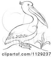 Outlined Pelican By A Plant