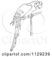 Poster, Art Print Of Outlined Perched Parrot