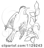 Poster, Art Print Of Outlined Kingbird With Open Wings On A Branch