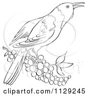 Poster, Art Print Of Outlined Oriole Bird With Berries