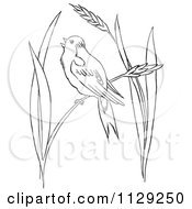 Poster, Art Print Of Outlined Bobolink Bird In Wheat Grass