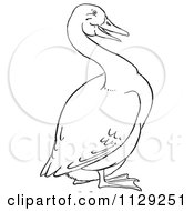 Poster, Art Print Of Outlined Goose