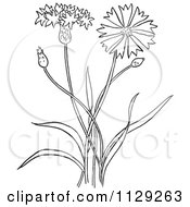 Poster, Art Print Of Outlined Outlined Bachelors Buttons Flower Plant