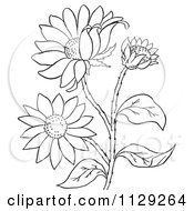 Poster, Art Print Of Outlined Black Eyed Susan Flower Plant