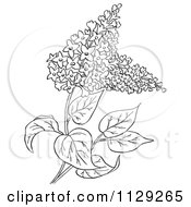 Outlined Lilac Flower Plant