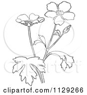 Cartoon Clipart Of An Outlined Buttercup Flower Plant Black And White Vector Coloring Page
