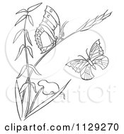 Poster, Art Print Of Outlined Plant With Butterflies