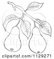 Cartoon Clipart Of An Outlined Pear Tree Branch With Fruits Black And White Vector Coloring Page