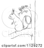 Poster, Art Print Of Outlined Squirrel On A Pine Tree Branch