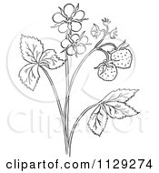 Poster, Art Print Of Outlined Strawberry Plant With Blossoms